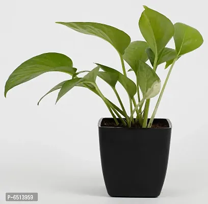 GREEN MONEY PLANT WITH BLACK PLASTIC POT-thumb0