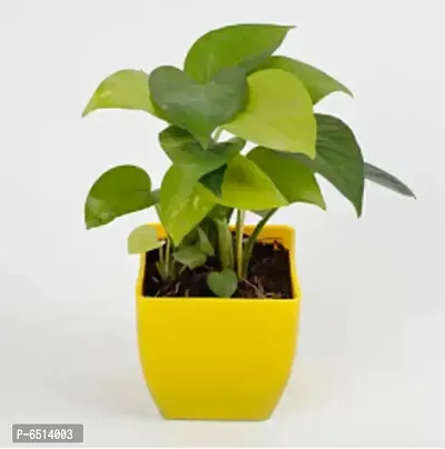 GREEN MONEY PLANT WITH YELLOW PLASTIC POT-thumb0