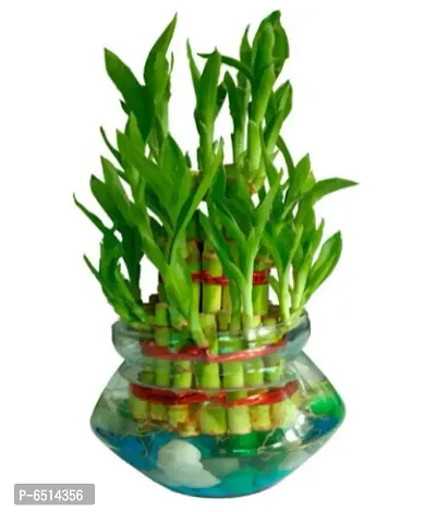 TWO LAYER BAMBOO TREE WITH CLEAR ROUND GLASS POT