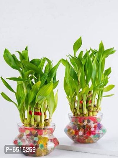TWO LAYER BAMBOO TREE WITH CLEAR ROUND GLASS SET OF 2