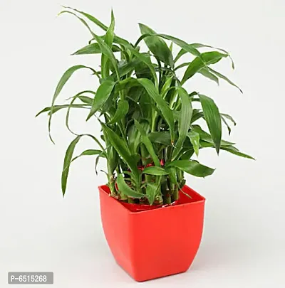 TWO LAYER BAMBOO TREE WITH RED PLASTIC POT