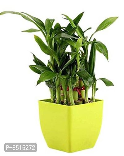 TWO LAYER BAMBOO TREE WITH GREEN PLASTIC POT