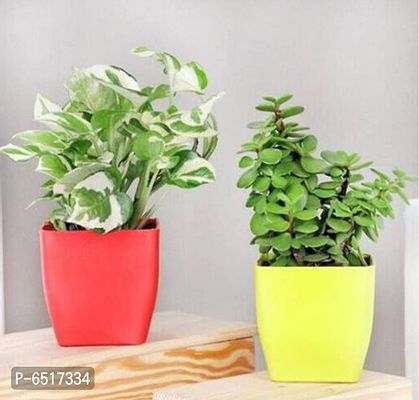 WHITE POTHOS AND JADE PLANT WITH POT SET OF 2