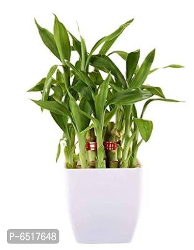 Gabbro 2 Layer Lucky Bamboo Plant For Home Ornamental Ornamental (Size :- 3 Inch, Colour: White Pot)-thumb0