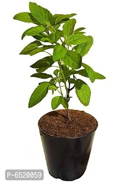 Gabbro Holy Tulsi plant with Plastic Pot-thumb0