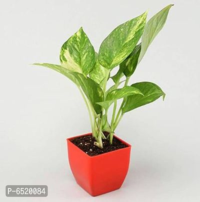 Gabbro green money plant in red plastic pot | Indoor Plant | Airpurifying Plant | birthday home decoration gifts