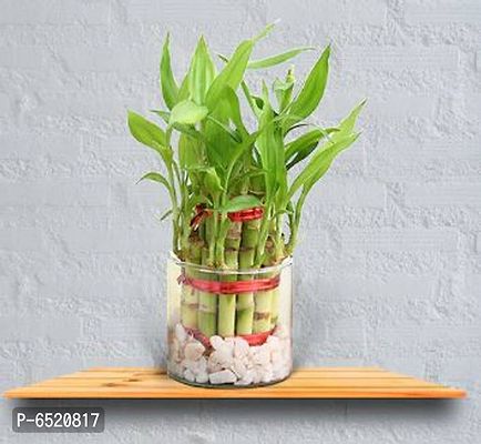 Gabbro 2 Layer Lucky Bamboo Plant For Home Ornamental with clear round U shape glass