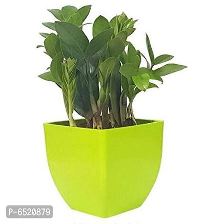 Gabbro Natural Plant Ornamental Air Purifying Indoor ZZ or Zamifolia Plant (Zamioculcas Zamiifolia Plant)-thumb0