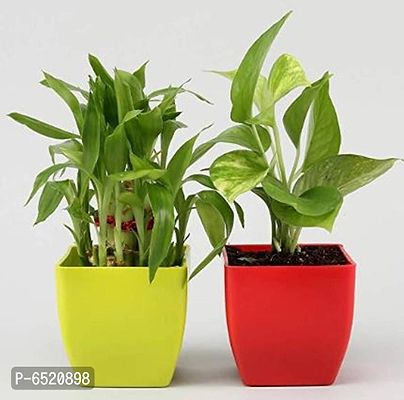 Gabbro Combo of Good Luck Plant Two Layer Lucky Bamboo Plant and Money Plant in Green and Red Pot Set of 2