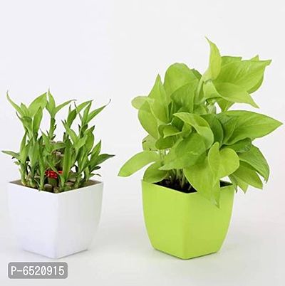 Gabbro Combo of Two Layer Bamboo and Golden Money Plant Live Indoor White and Green Plastic Pot 3 X 3 Inch Set of 2