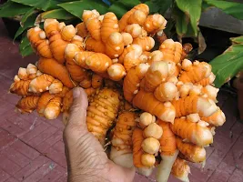 Live Haldi Plant Yellow Turmeric Plant-thumb1