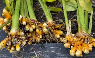 Live Haldi Plant Yellow Turmeric Plant-thumb2