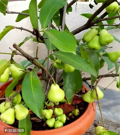 Live Plant Green Thai Java Apple Dwarf Rose Water Apple Plant