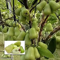 Live Plant Green Thai Java Apple Dwarf Rose Water Apple Plant-thumb1