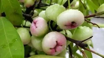 White red Java Apple Dwarf Rose Water Apple Plant-thumb1