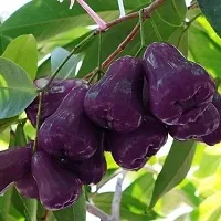 Thai Variety Purple Water Apple Plant (Purple Jamrul Pack Of 1)-thumb1