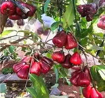 Rb Nursery Rare Exotic Red Water Apple Tree Live Plant-thumb3