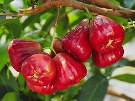 Rb Nursery Rare Exotic Red Water Apple Tree Live Plant-thumb1