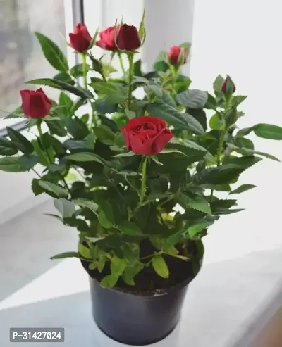 Live rose plant