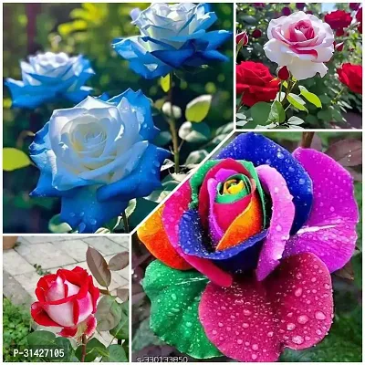 Original  Authentic Rose Plant Collection - Combo Pack Set of 4