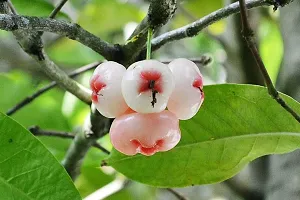 White red Java Apple Dwarf Rose Water Apple Plant-thumb1