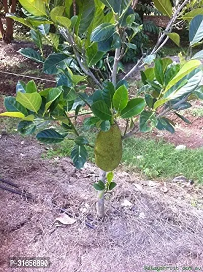 Hybrid Grafted All Time Green Jackal Fruit/Kathal/Echar Vegetable Fruit Tree-thumb0