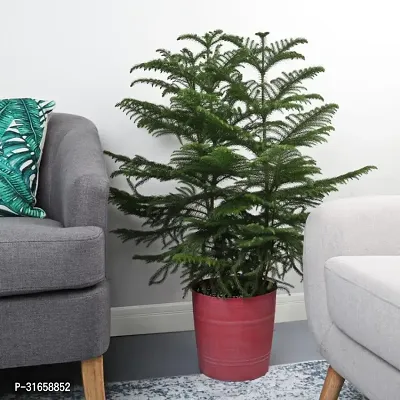 Christmas Tree Indoor Live Plant-thumb0