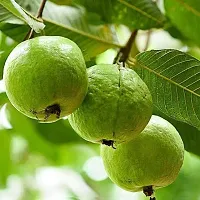 Guava Plant Hybrid Air Layering all seasons - Thai 7 Guava Tree Fruit  Fruit Tree-thumb2