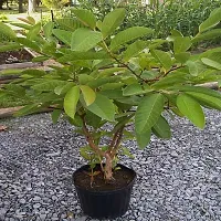 Red Diamond Guava Grafted Live Plant - Sweet Seedless amrukh Amrud Live Apple Guava (1 Healthy Plant Height-thumb2