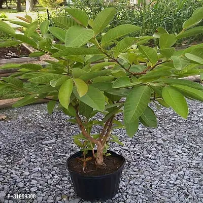 Red Diamond Guava Grafted Live Plant - Sweet Seedless amrukh Amrud Live Apple Guava (1 Healthy Plant Height-thumb0