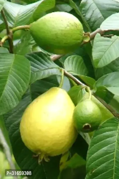 Red Diamond Guava Grafted Live Plant - Sweet Seedless amrukh Amrud Live Apple Guava (1 Healthy Plant Height-thumb3