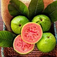 Guava Plant Hybrid Air Layering all seasons - Thai 7 Guava Tree Fruit  Fruit Tree-thumb1