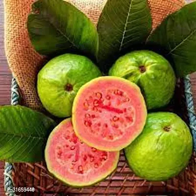 Guava Plant Hybrid Air Layering all seasons - Thai 7 Guava Tree Fruit  Fruit Tree-thumb2