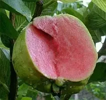 Guava Plant Hybrid Air Layering all seasons - Thai 7 Guava Tree Fruit  Fruit Tree-thumb2