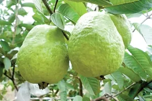 Guava Plant Hybrid Air Layering all seasons - Thai 7 Guava Tree Fruit  Fruit Tree-thumb1