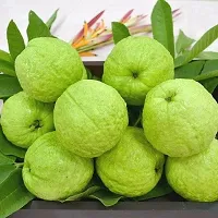 Guava Plant Hybrid Air Layering all seasons - Thai 7 Guava Tree Fruit  Fruit Tree-thumb3