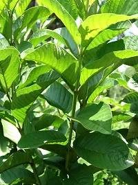 Red Diamond Guava Grafted Live Plant - Sweet Seedless amrukh Amrud Live Apple Guava (1 piece)-thumb1