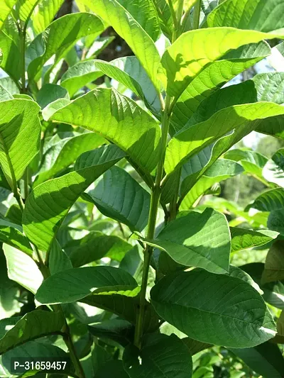 Red Diamond Guava Grafted Live Plant - Sweet Seedless amrukh Amrud Live Apple Guava (1 piece)-thumb2