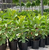 Guava Plant Hybrid Air Layering all seasons - Thai 7 Guava Tree Fruit  Fruit Tree-thumb3