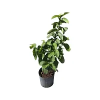 Guava Plant Hybrid Air Layering all seasons - Thai 7 Guava Tree Fruit  Fruit Tree-thumb2