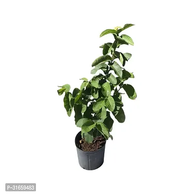 Guava Plant Hybrid Air Layering all seasons - Thai 7 Guava Tree Fruit  Fruit Tree-thumb3