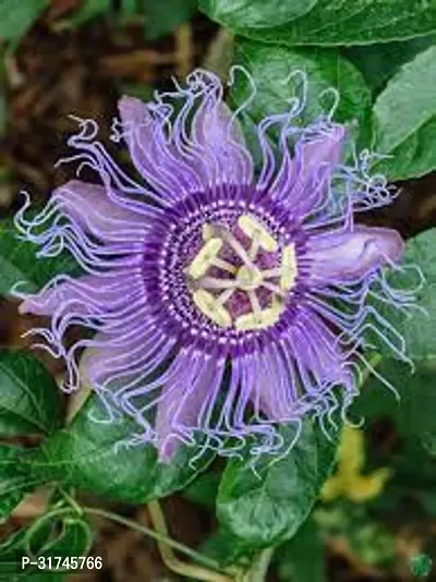 Indoor Plants Passion Flower, Krishnakamal, Passiflora-thumb0