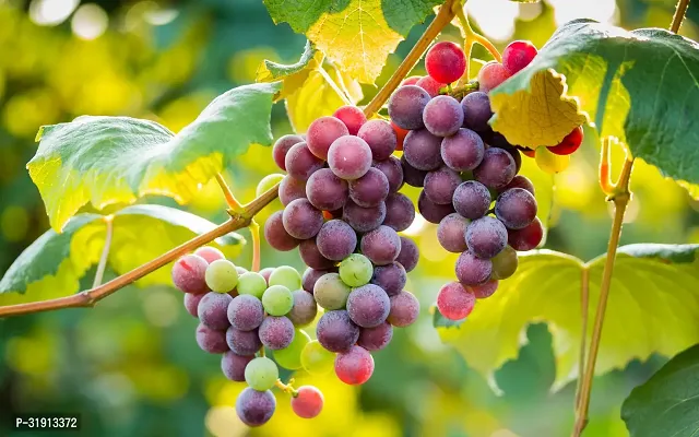 Green Seedless grapes, Hybrid Grafted Live Grapes Plants Golden Green Grape Green angoor Plant-thumb0