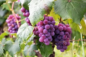 Green Seedless grapes, Hybrid Grafted Live Grapes Plants Golden Green Grape Green angoor Plant-thumb2