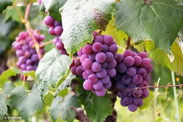 Green Seedless grapes, Hybrid Grafted Live Grapes Plants Golden Green Grape Green angoor Plant-thumb3