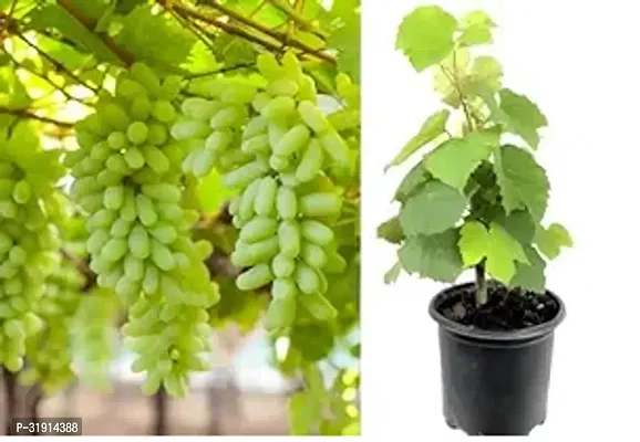 Green Seedless grapes, Hybrid Grafted Live Grapes Plants Golden Green Grape Green angoor Plant-thumb0