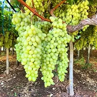 Green Seedless grapes, Hybrid Grafted Live Grapes Plants Golden Green Grape Green angoor Plant-thumb1