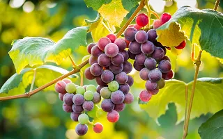 Green Seedless grapes, Hybrid Grafted Live Grapes Plants Golden Green Grape Green angoor Plant-thumb1