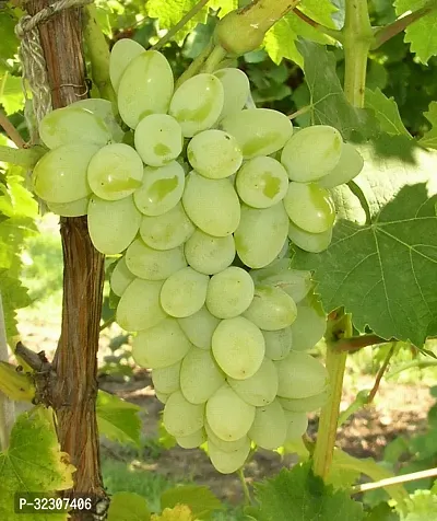 Sweet Green Seedless Grapes Seed-thumb0