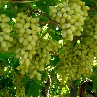 Sweet Green Seedless Grapes Seed-thumb2